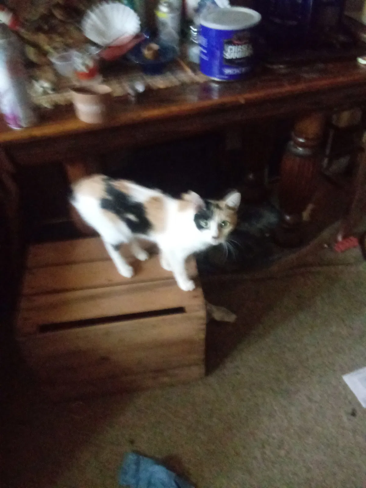 Found cat in Youngstown, OH, 44504