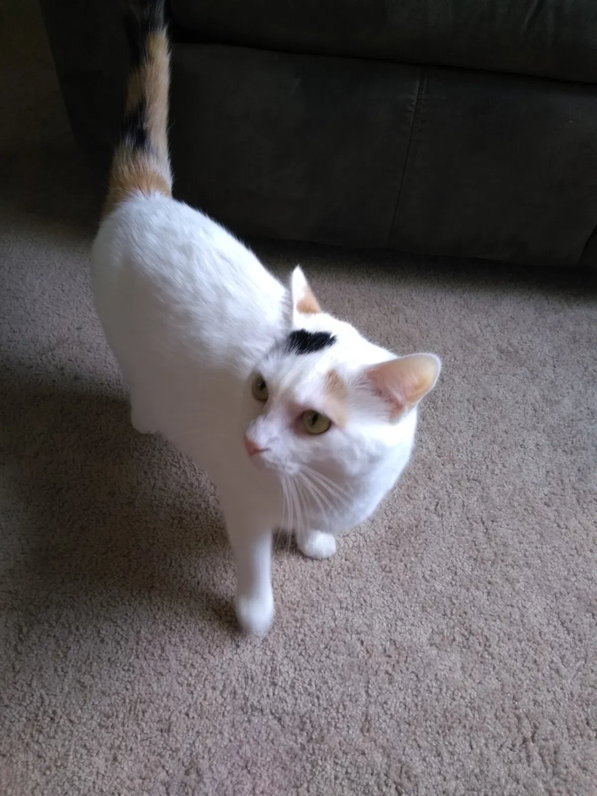 Found cat in Lexington, NC, 27295