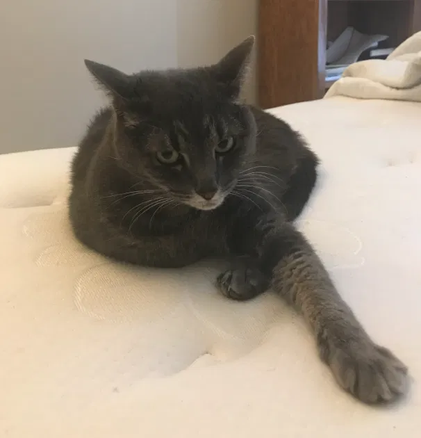 Found cat in Hilliard, OH, 43026