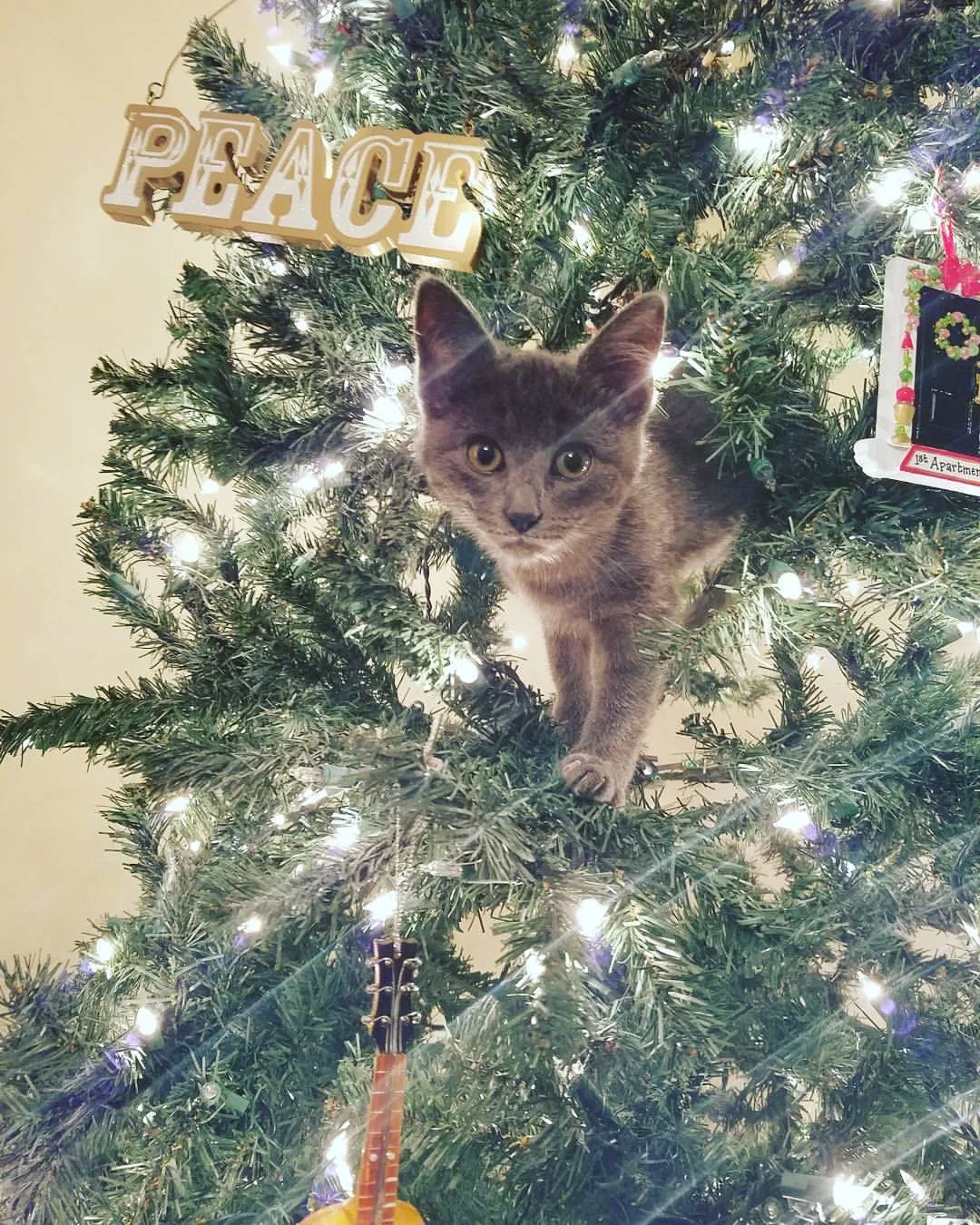 Found cat in Converse, TX, 78109