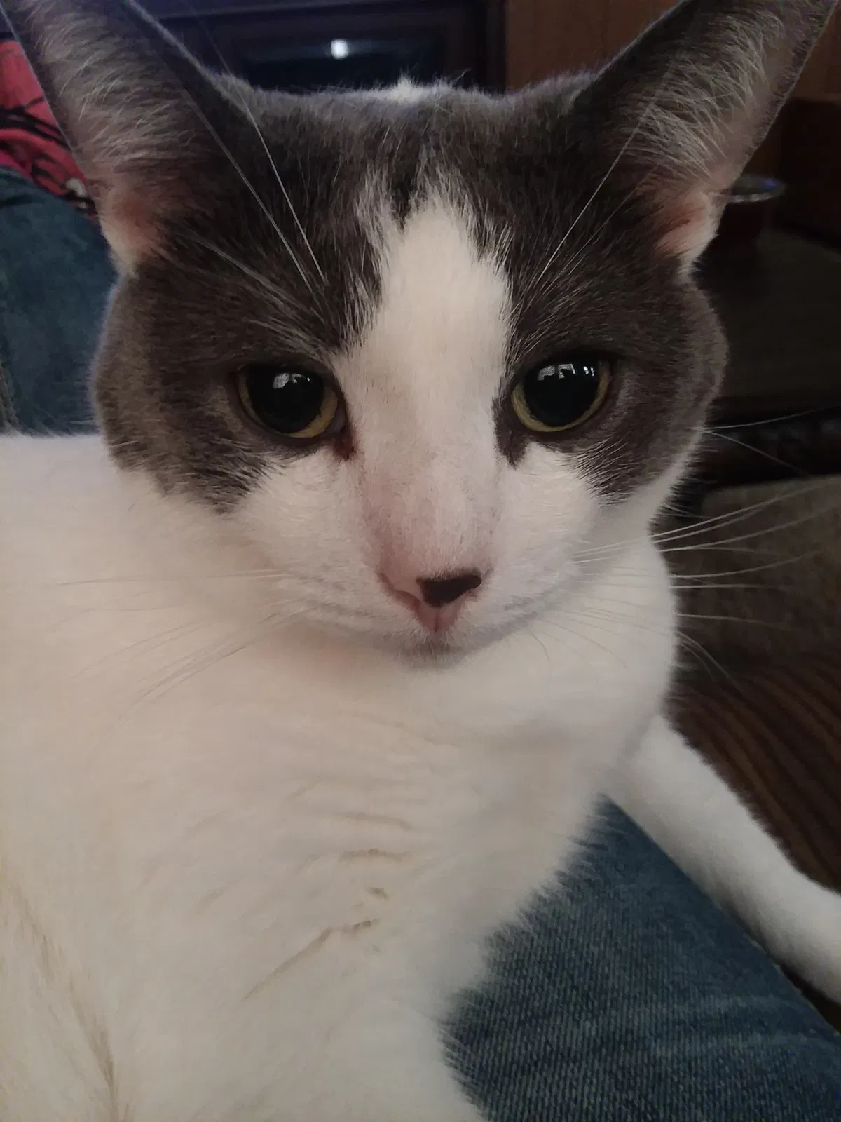 Found cat in Alexandria, IN, 46001
