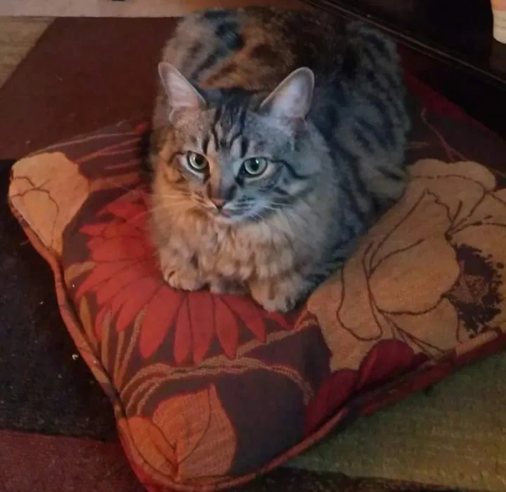 Found cat in Sherman, TX, 75090