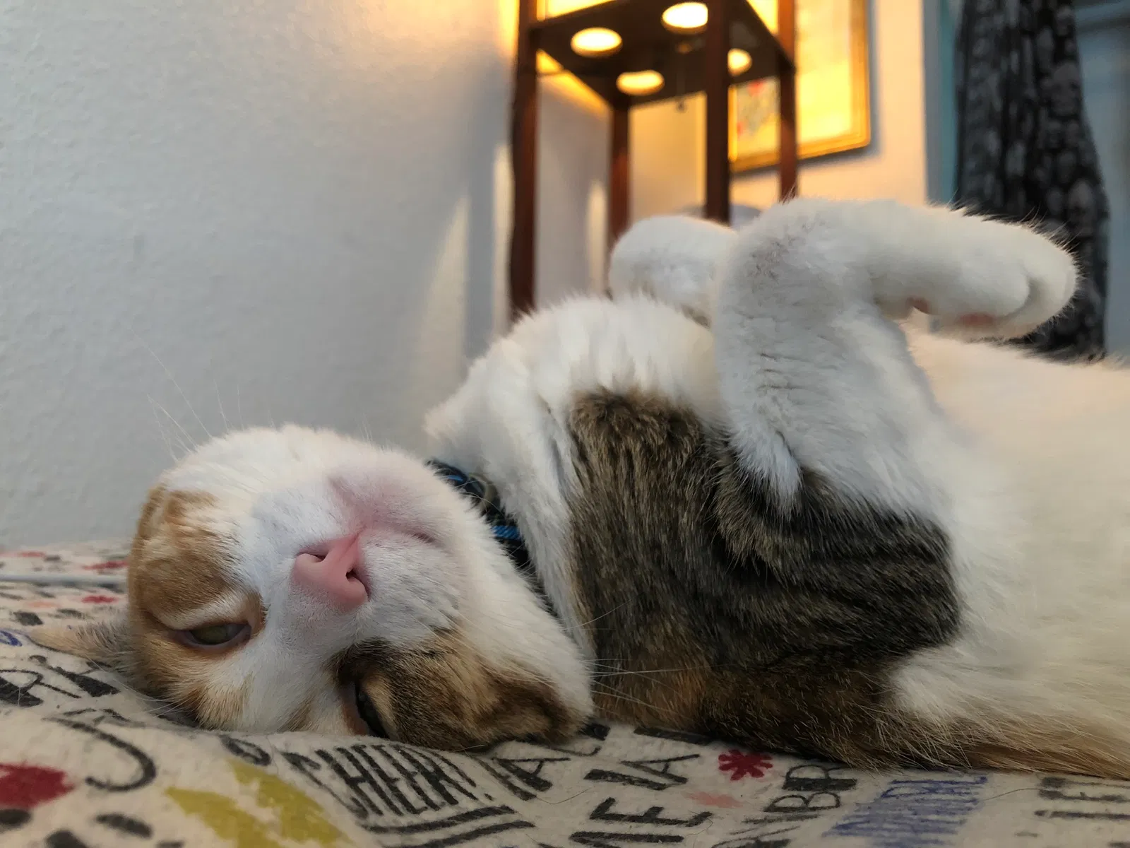 Found cat in Fort Leavenworth, KS, 66027