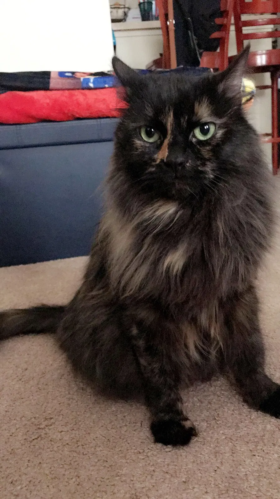 Found cat in Arlington Heights, IL, 60004