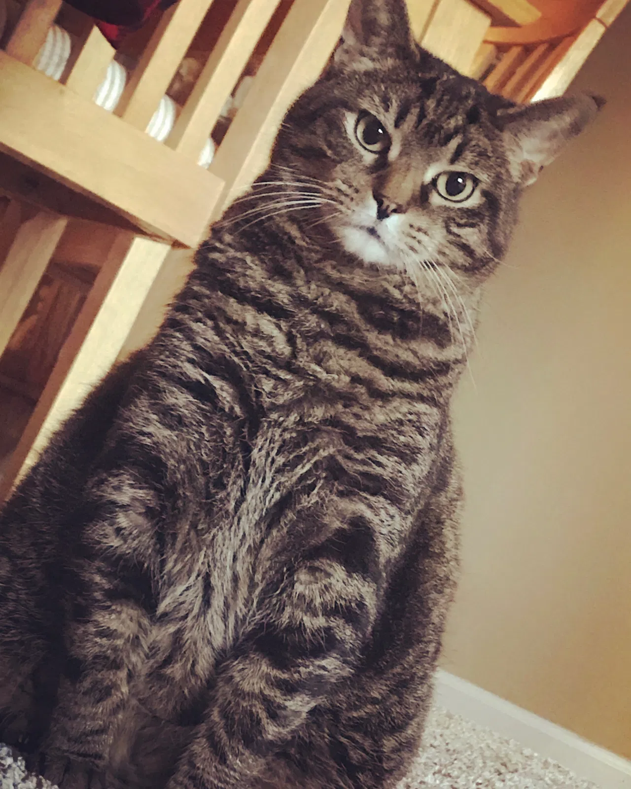 Found cat in Arlington Heights, IL, 60004