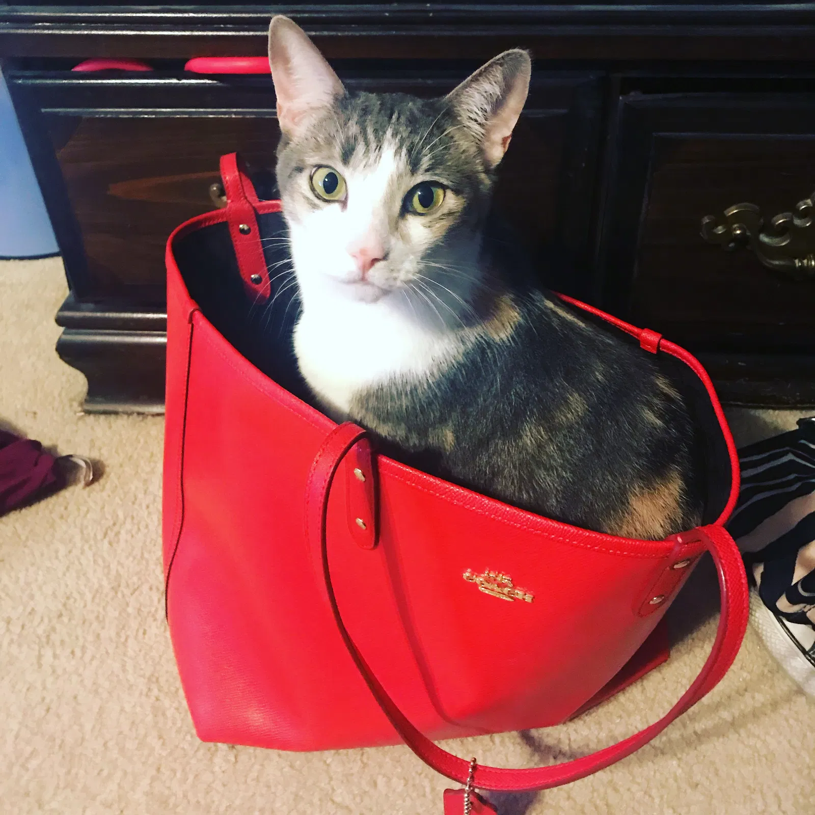Found cat in Gilbert, AZ, 85297
