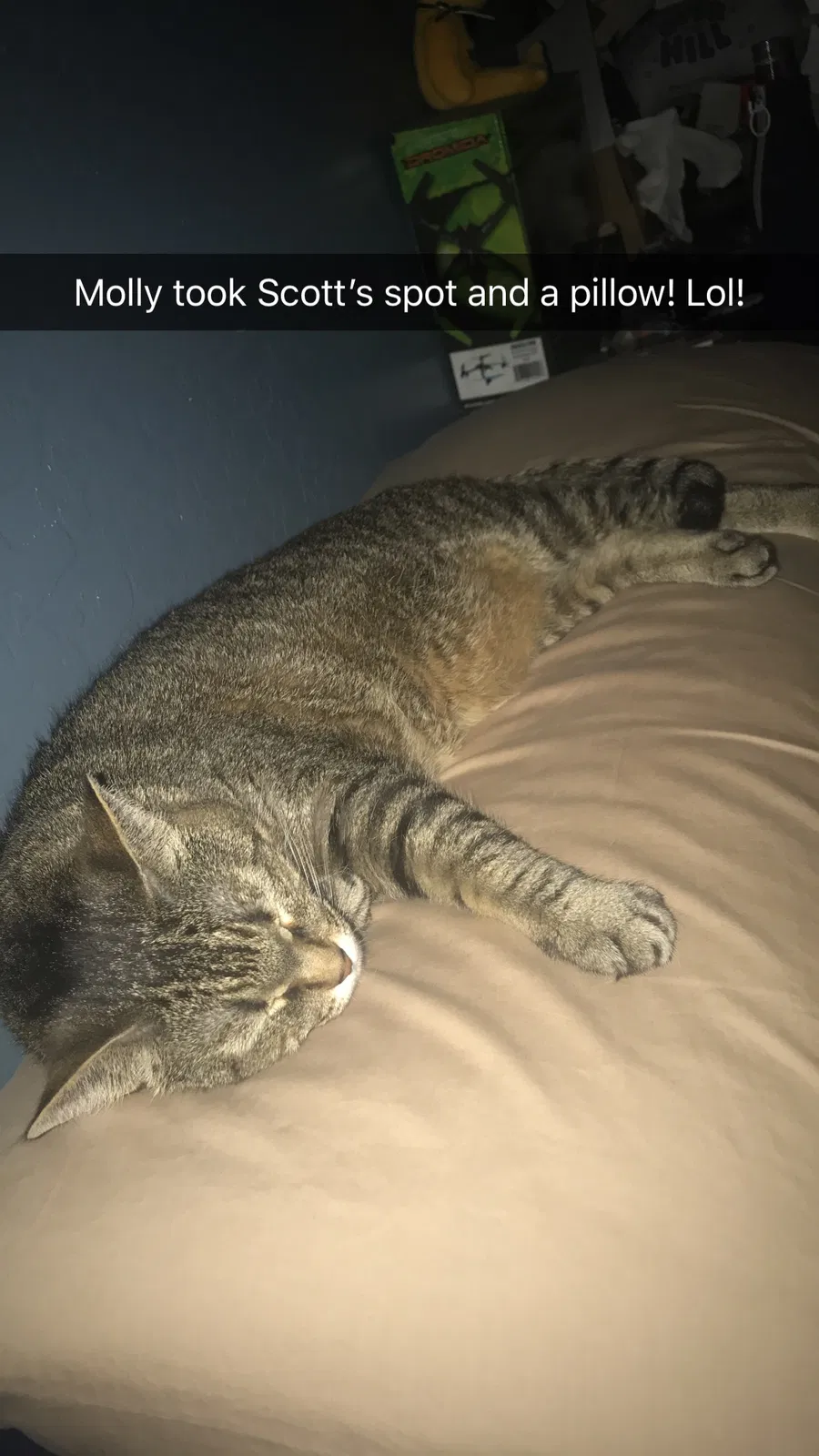 Found cat in Gilbert, AZ, 85297