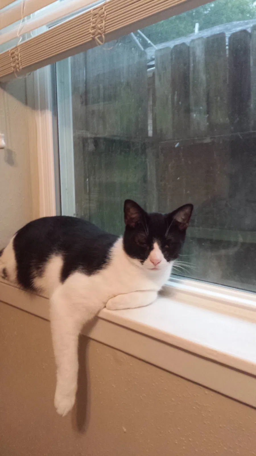 Found cat in Spring, TX, 77388