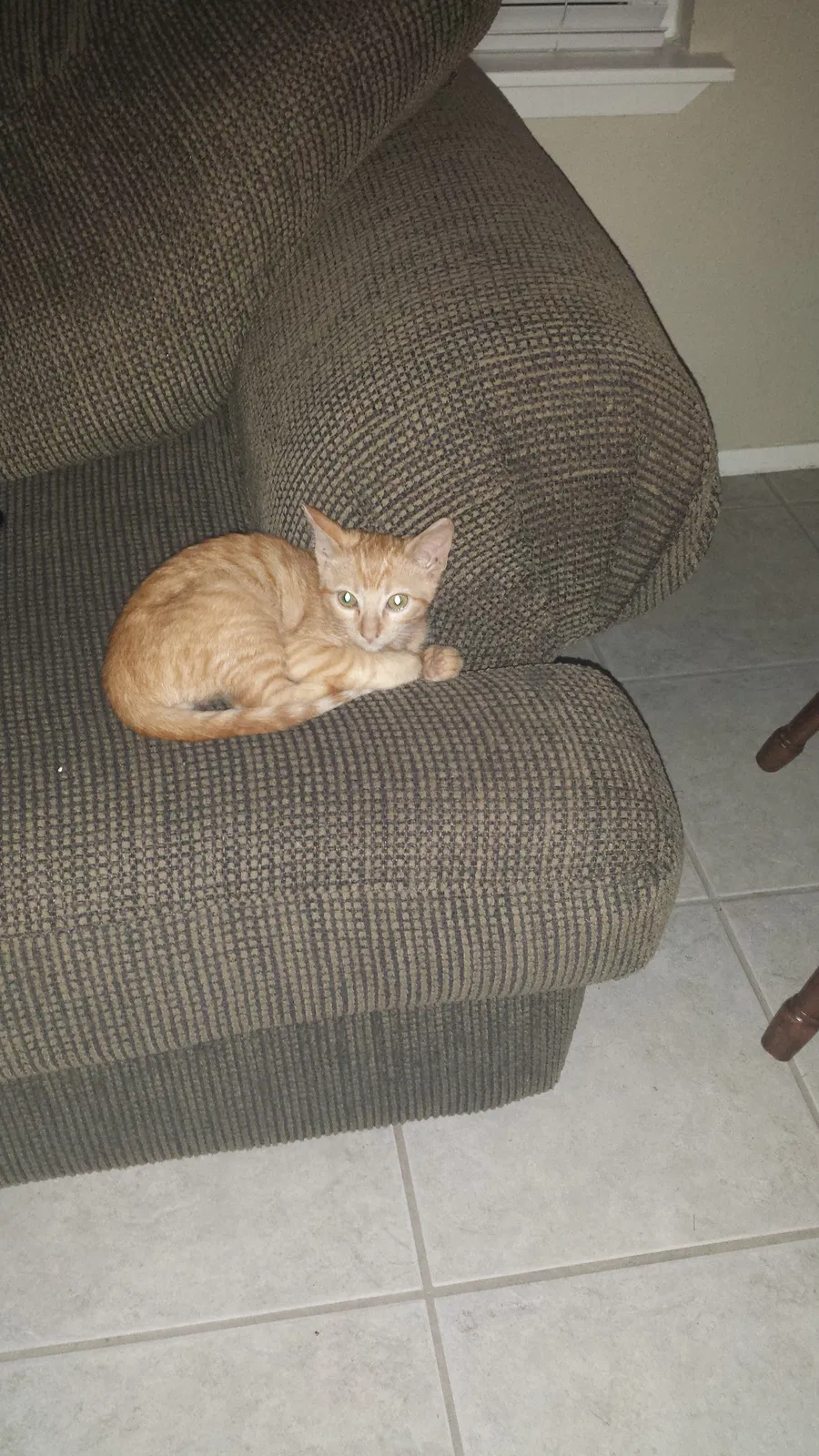 Found cat in Spring, TX, 77388