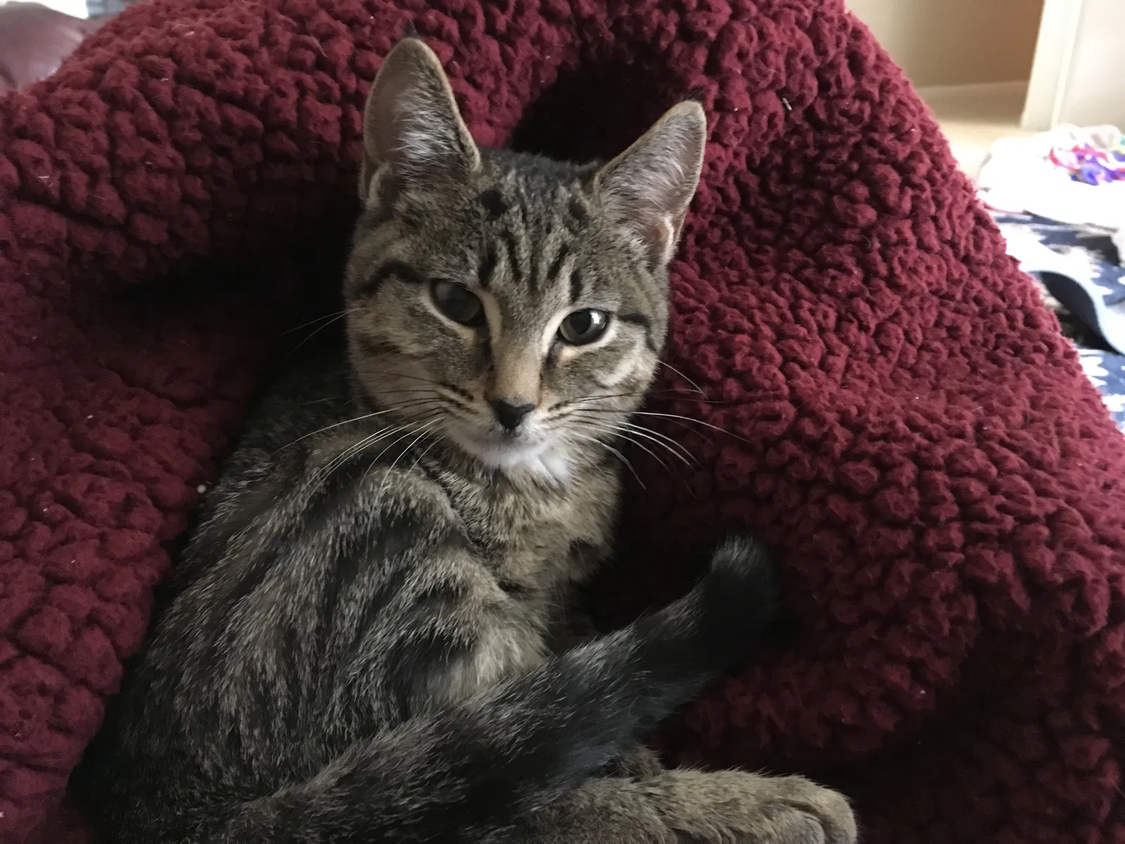 Found cat in Memphis, TN, 38103