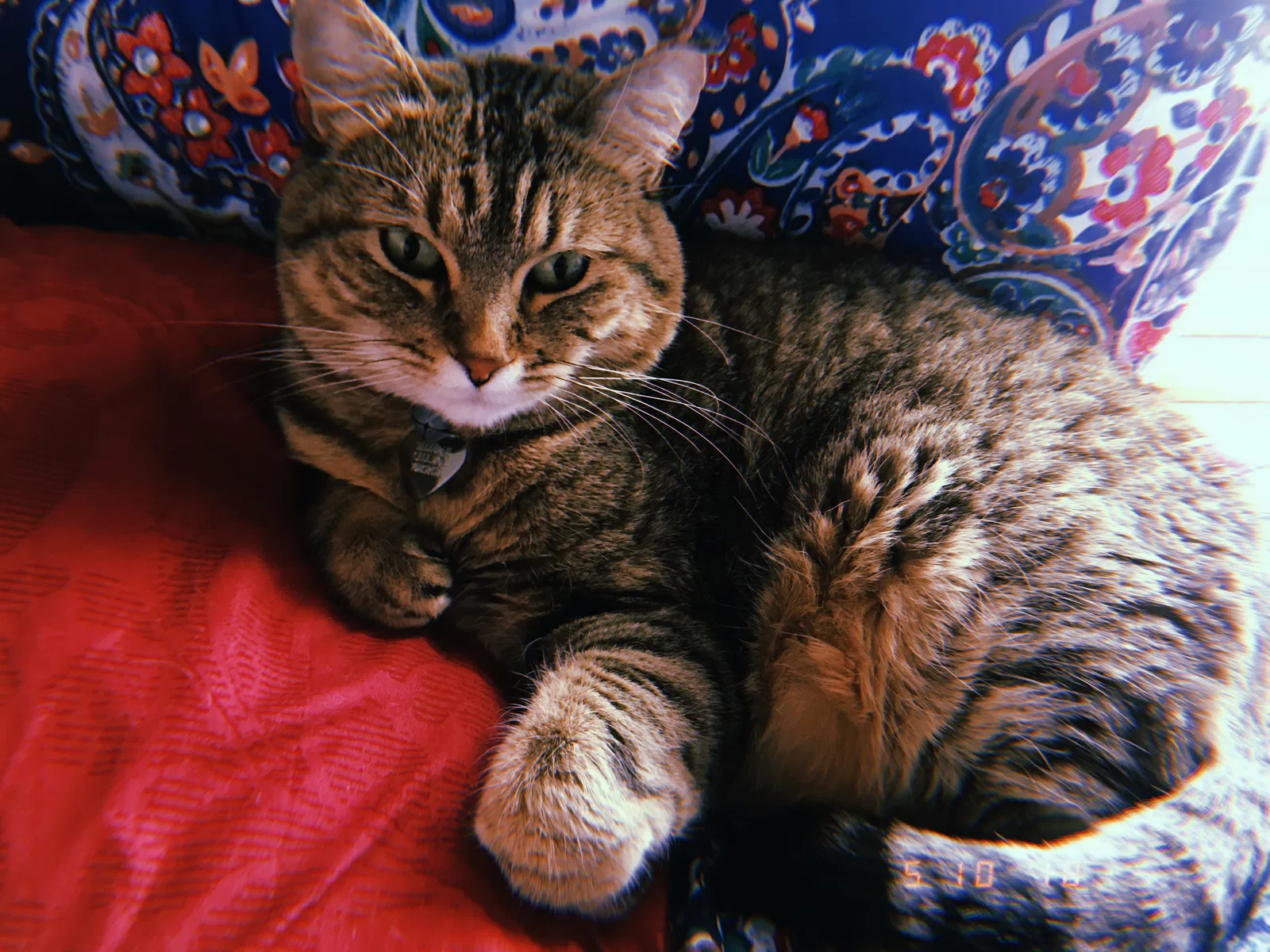 Found cat in Las Vegas, NV, 89166