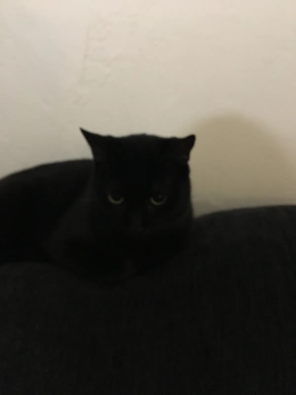 Found cat in Mesa, AZ, 85213
