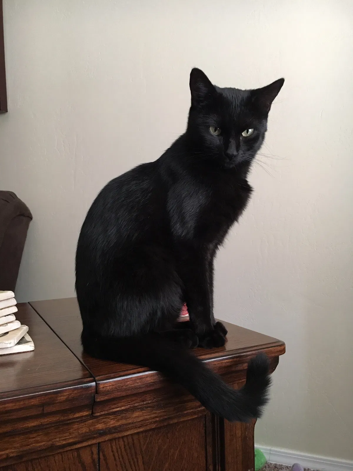 Found cat in Keller, TX, 76244