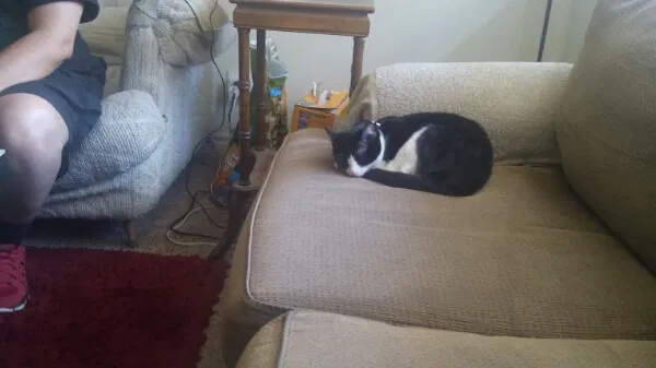 Found cat in Las Vegas, NV, 89102