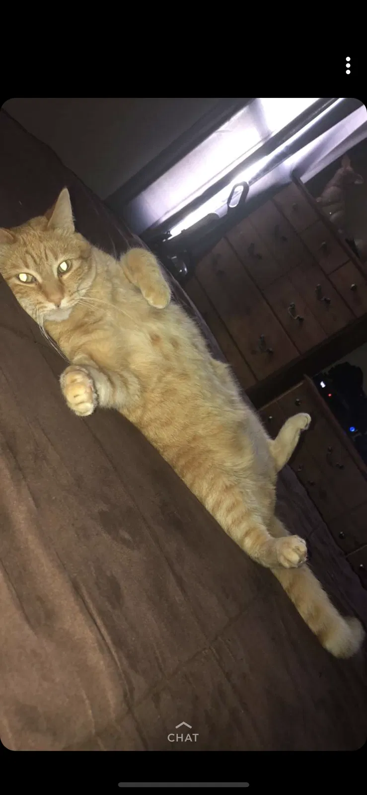 Found cat in Burnsville, MN, 55337