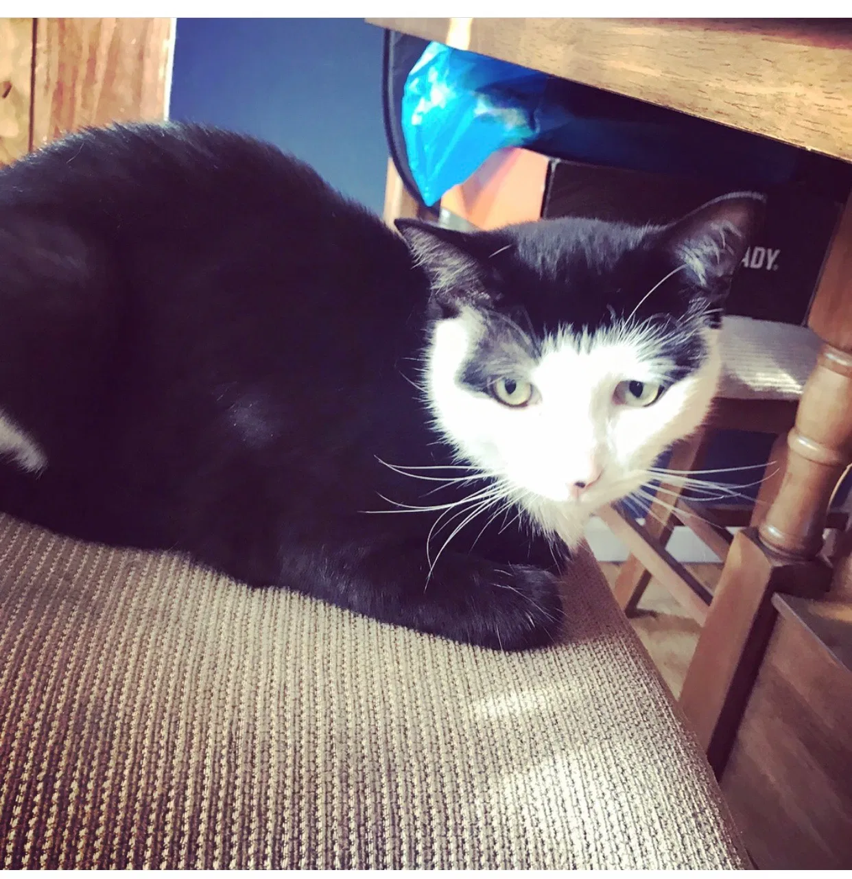 Found cat in Staten Island, NY, 10312