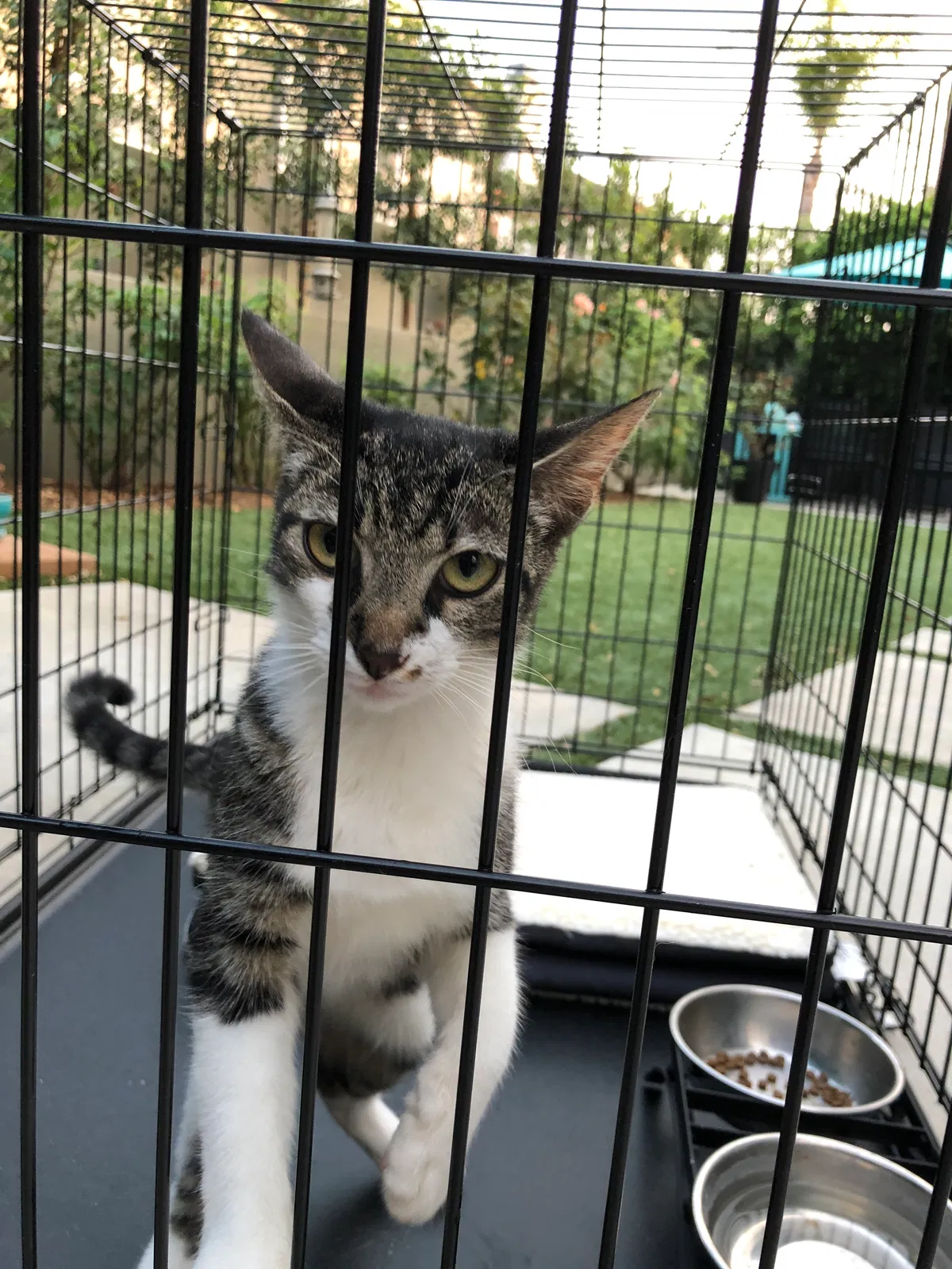 Found cat in Huntington Beach, CA, 92648