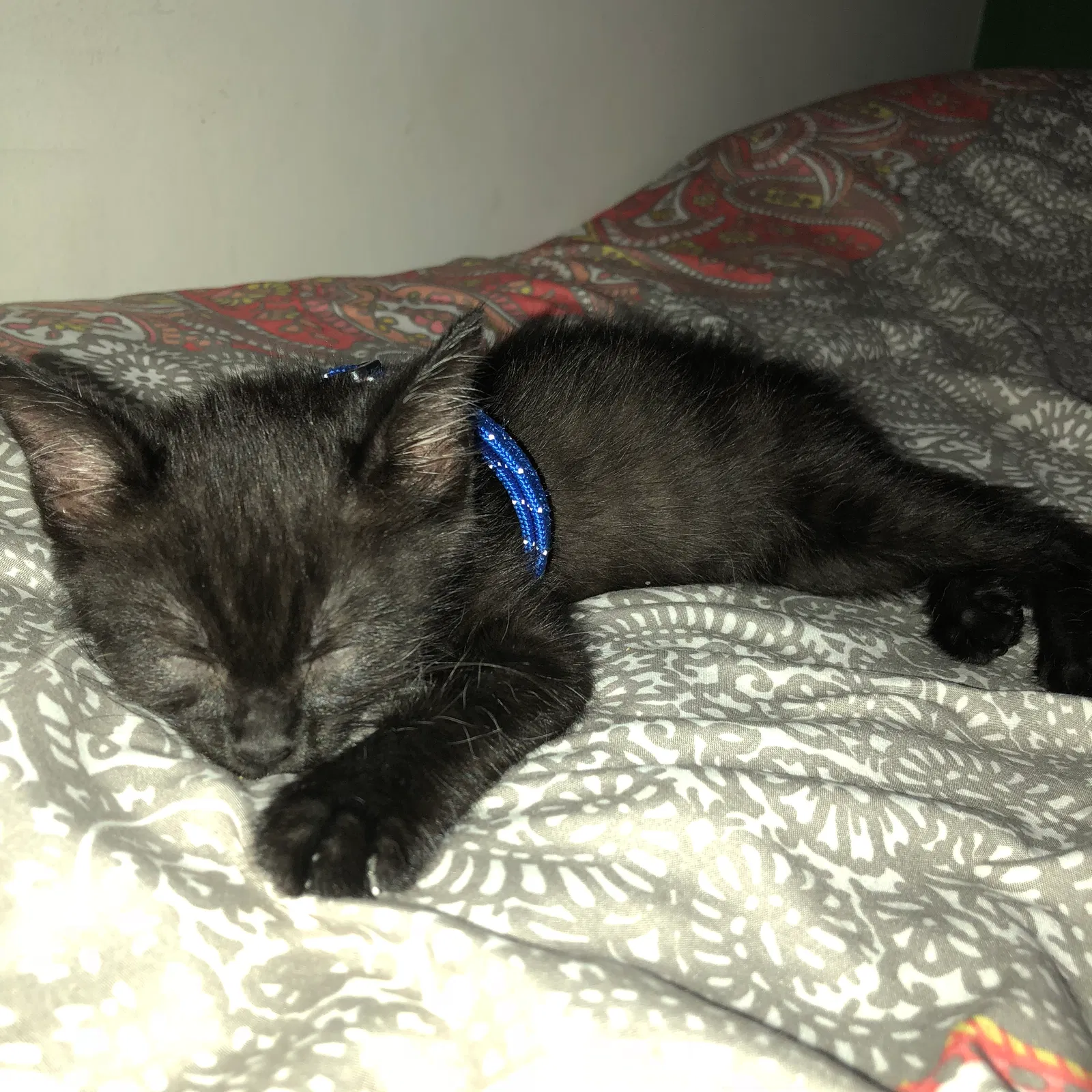 Found cat in Los Angeles, CA, 90064