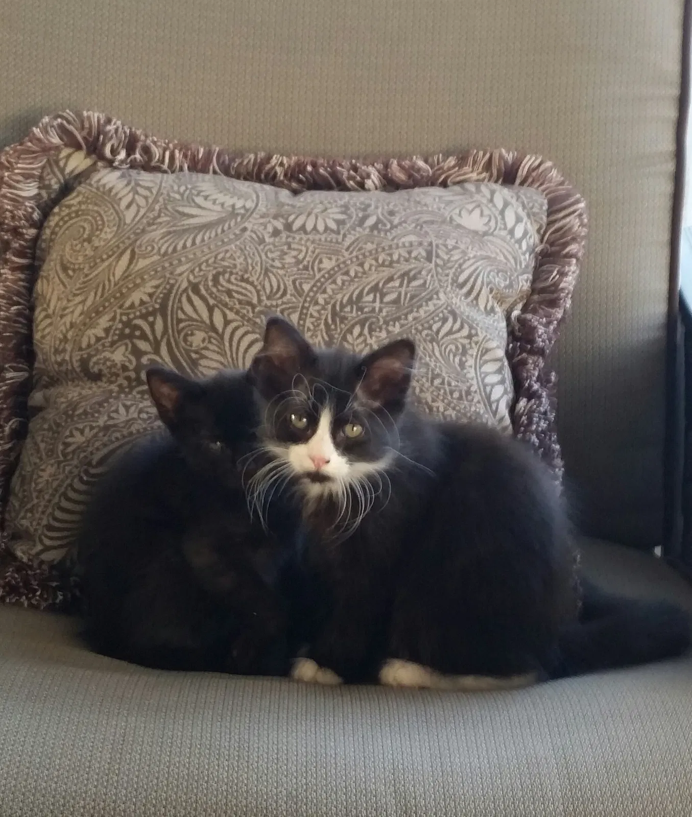 Found cat in Vineland, NJ, 8360