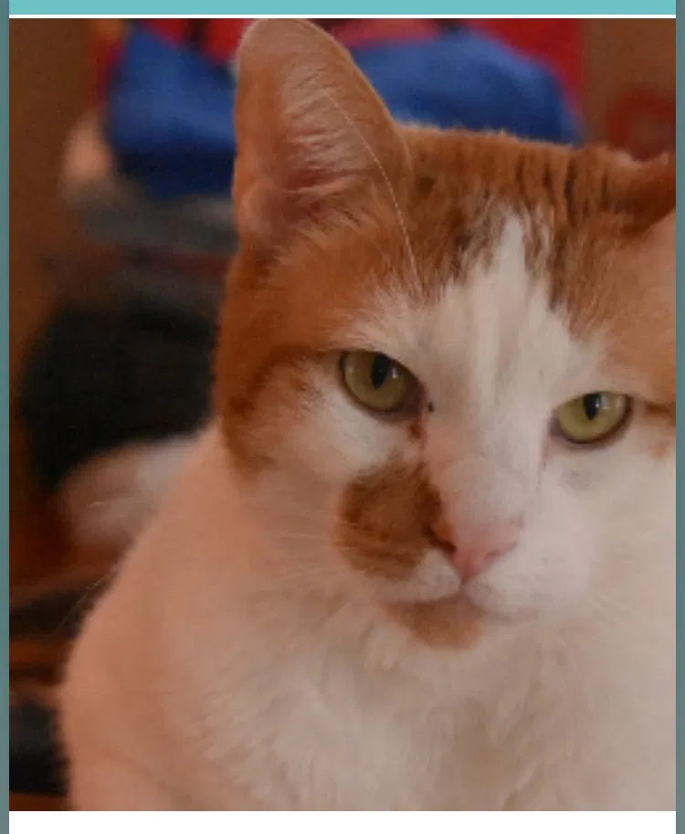 Found cat in New Orleans, LA, 70117