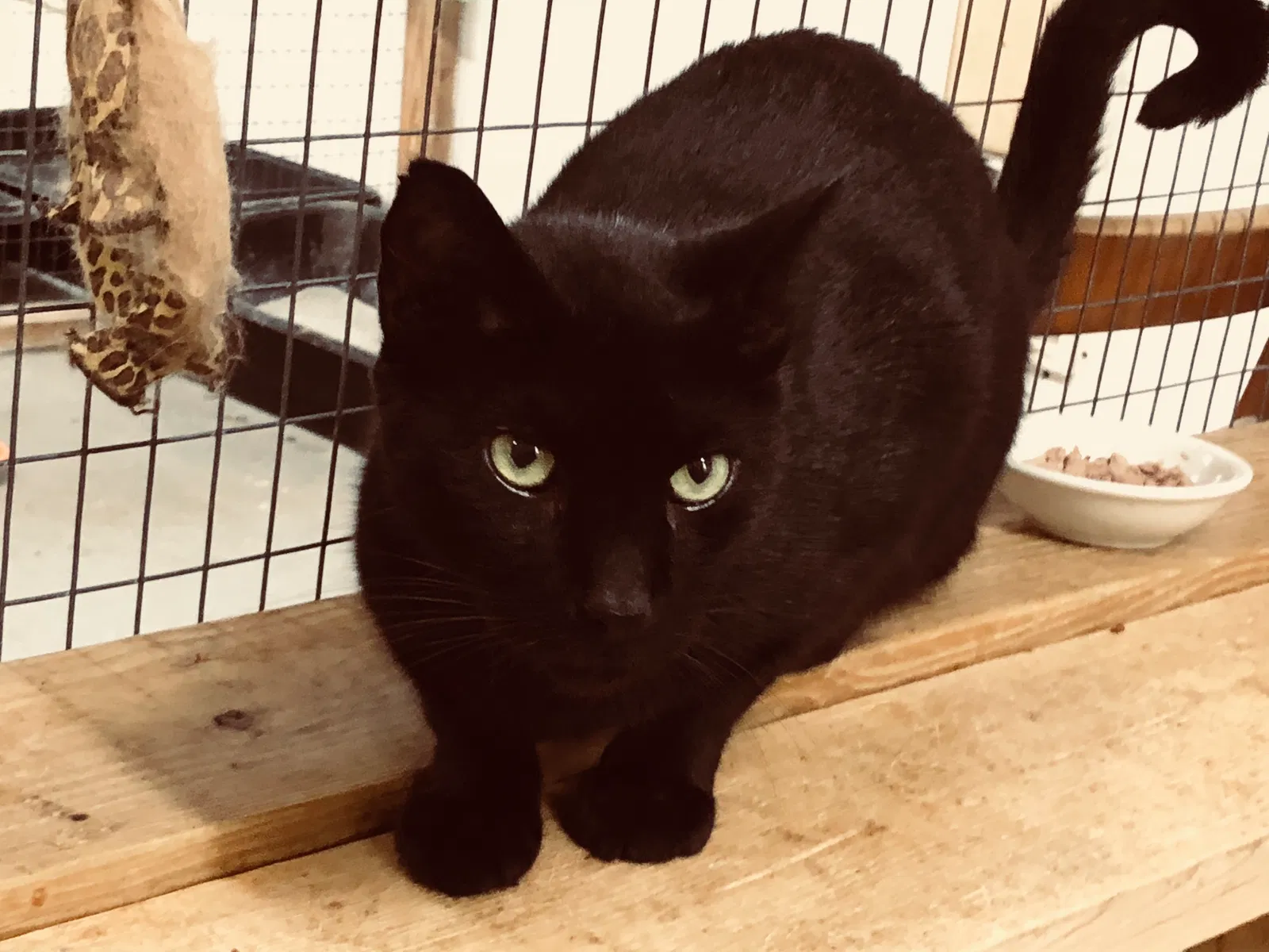 Found cat in Live Oak, FL, 32060