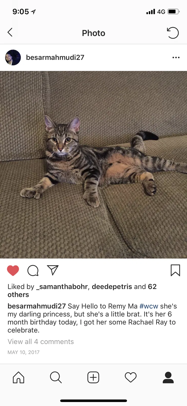Found cat in Parsippany, NJ, 7054