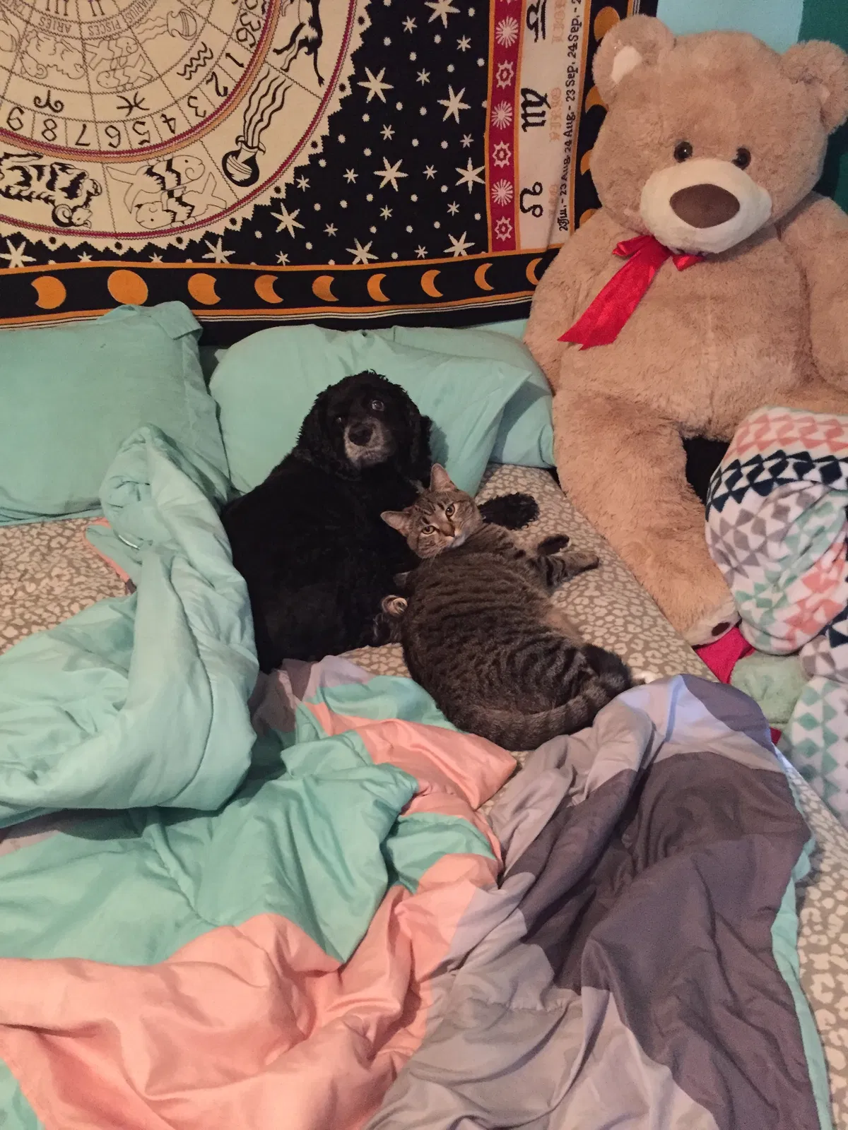 Found cat in Morgantown, WV, 26508