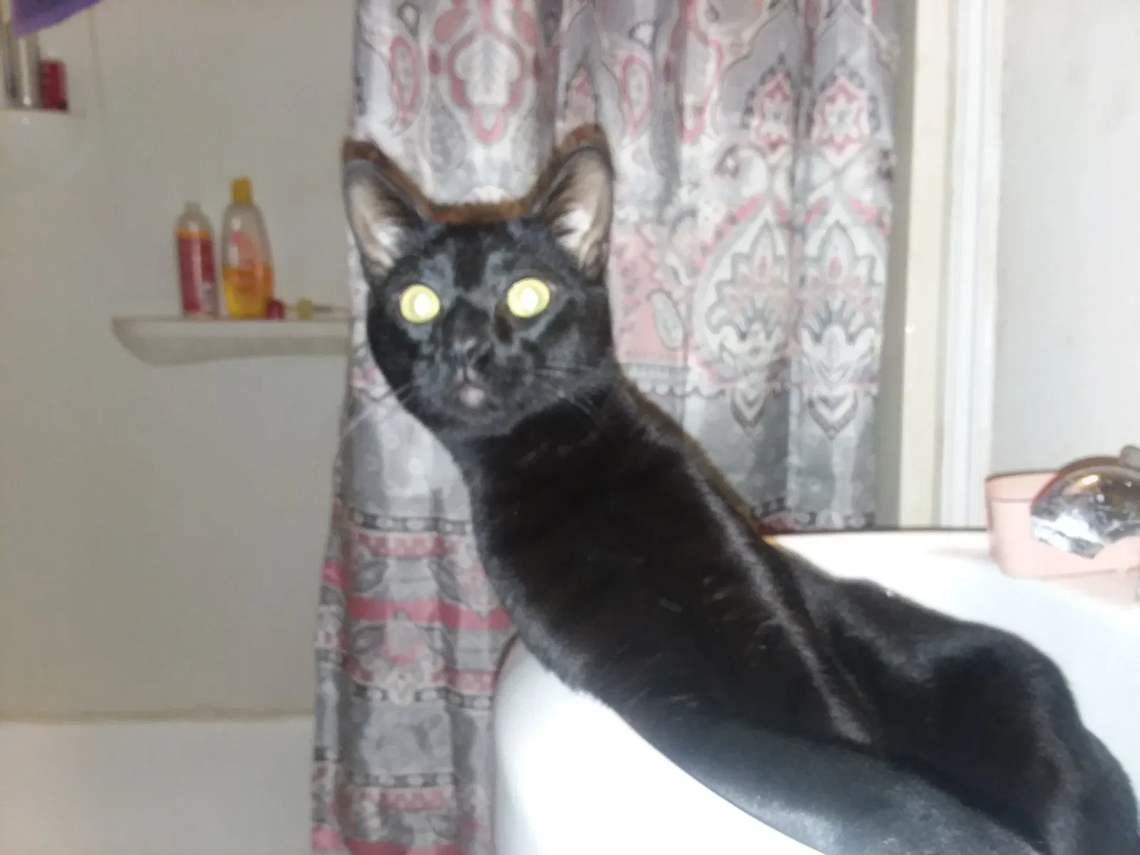 Found cat in New Orleans, LA, 70115