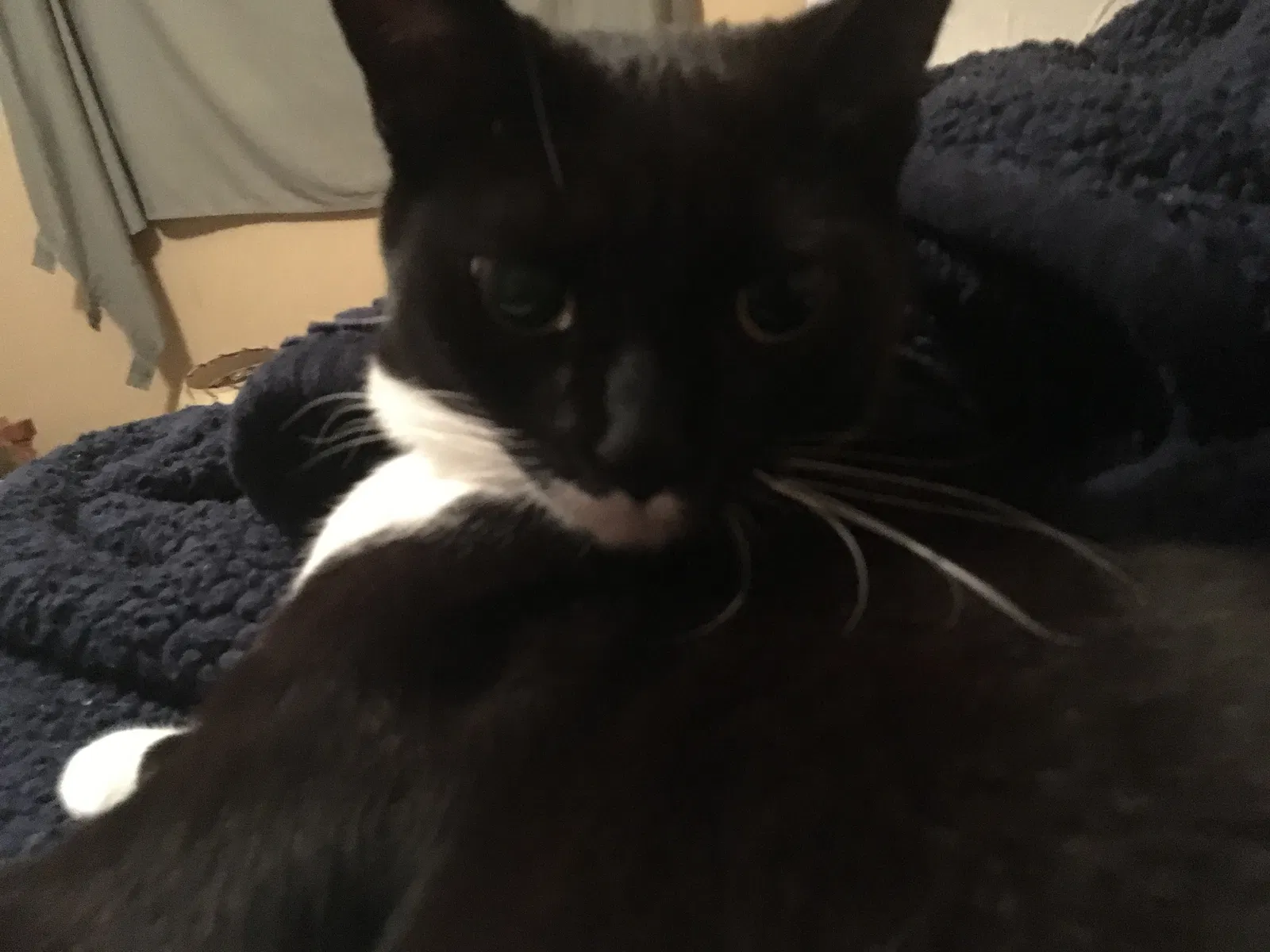 Found cat in Noblesville, IN, 46060