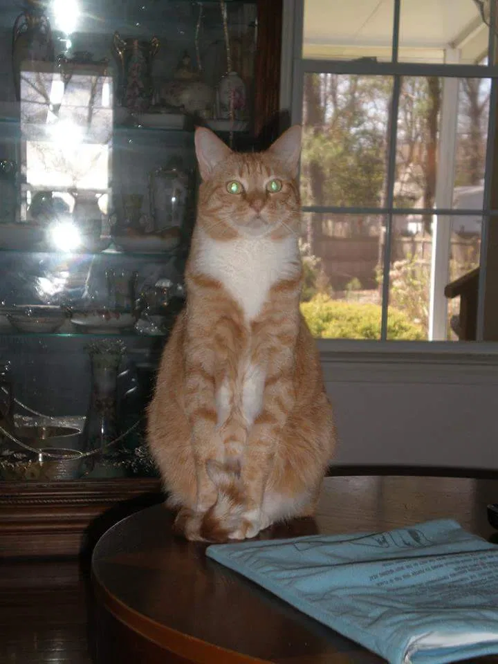 Found cat in Manchester Township, NJ, 8759