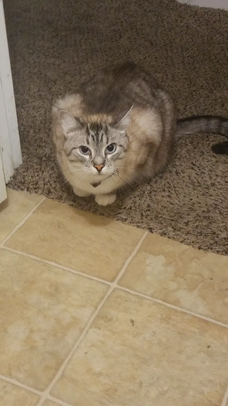 Found cat in Clarksville, TN, 37042