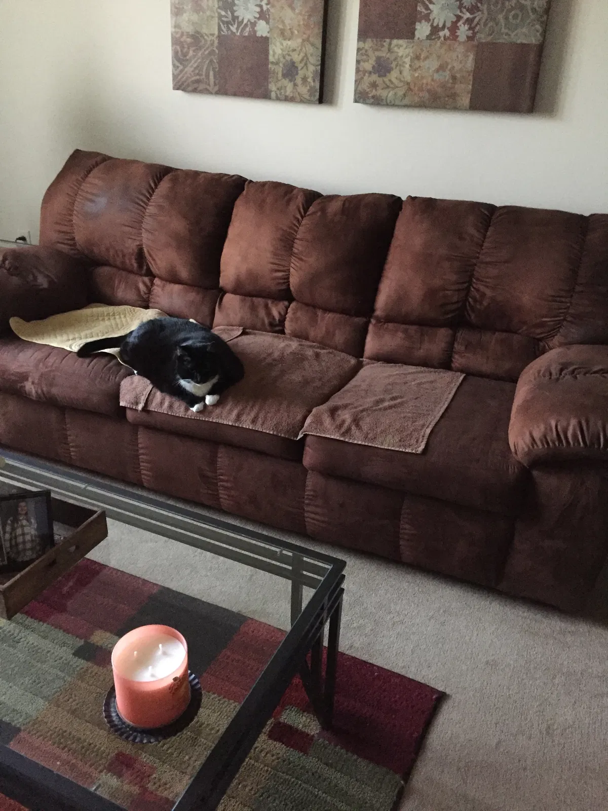 Found cat in Clearwater, FL, 33765