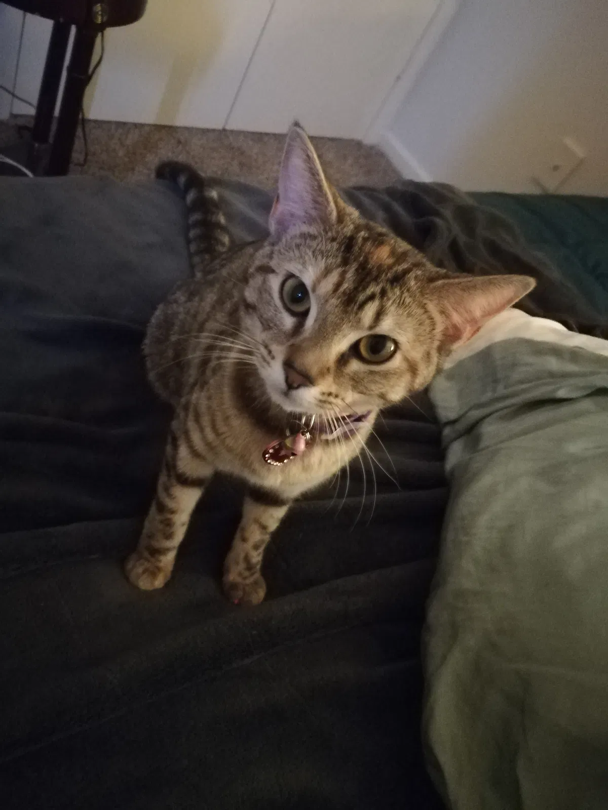 Found cat in Anderson, SC, 29625