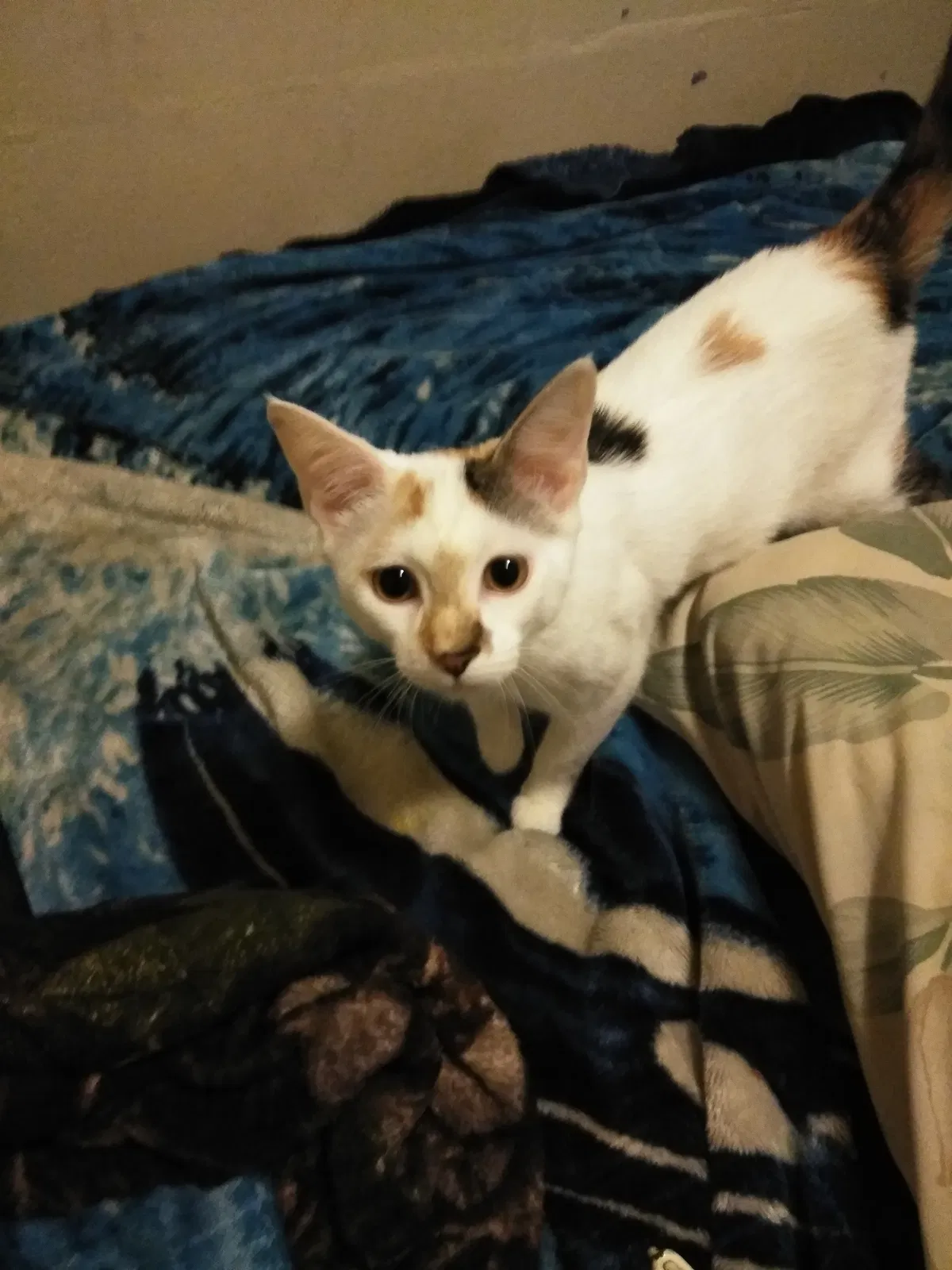 Found cat in New Smyrna Beach, FL, 32168