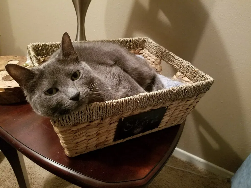 Found cat in Cordova, TN, 38018