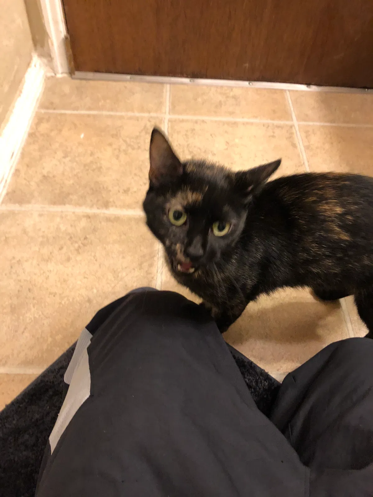 Found cat in Granite City, IL, 62040
