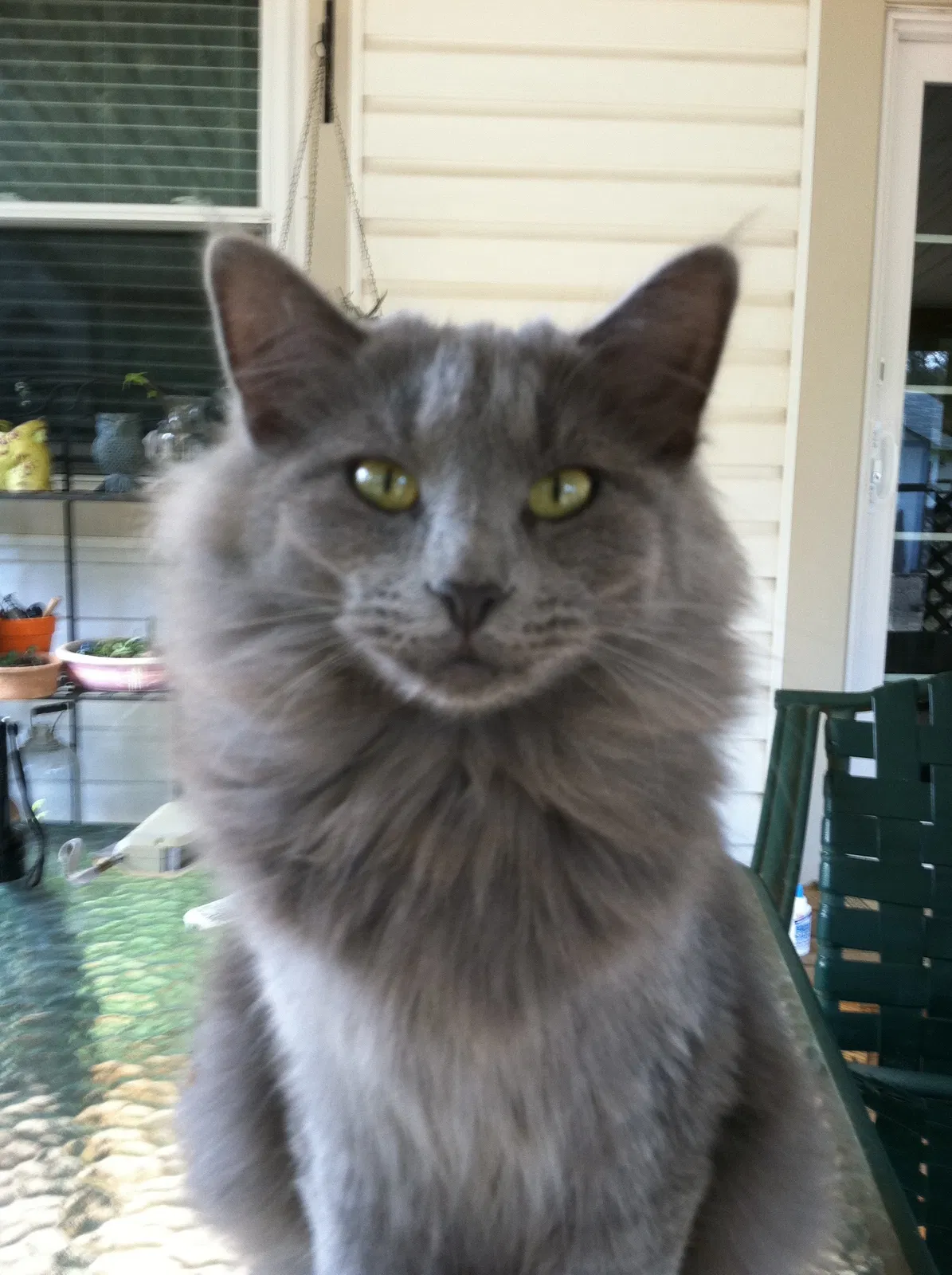 Found cat in Wimberley, TX, 78676