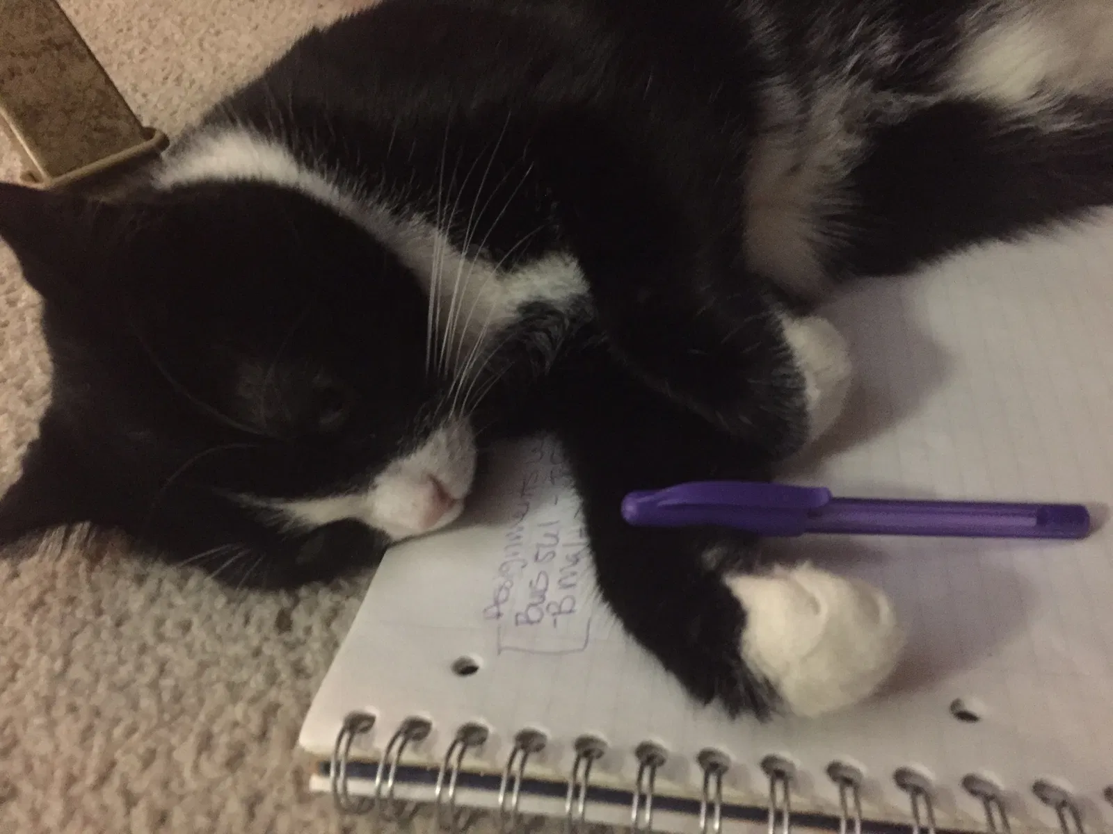 Found cat in Roy, UT, 84067
