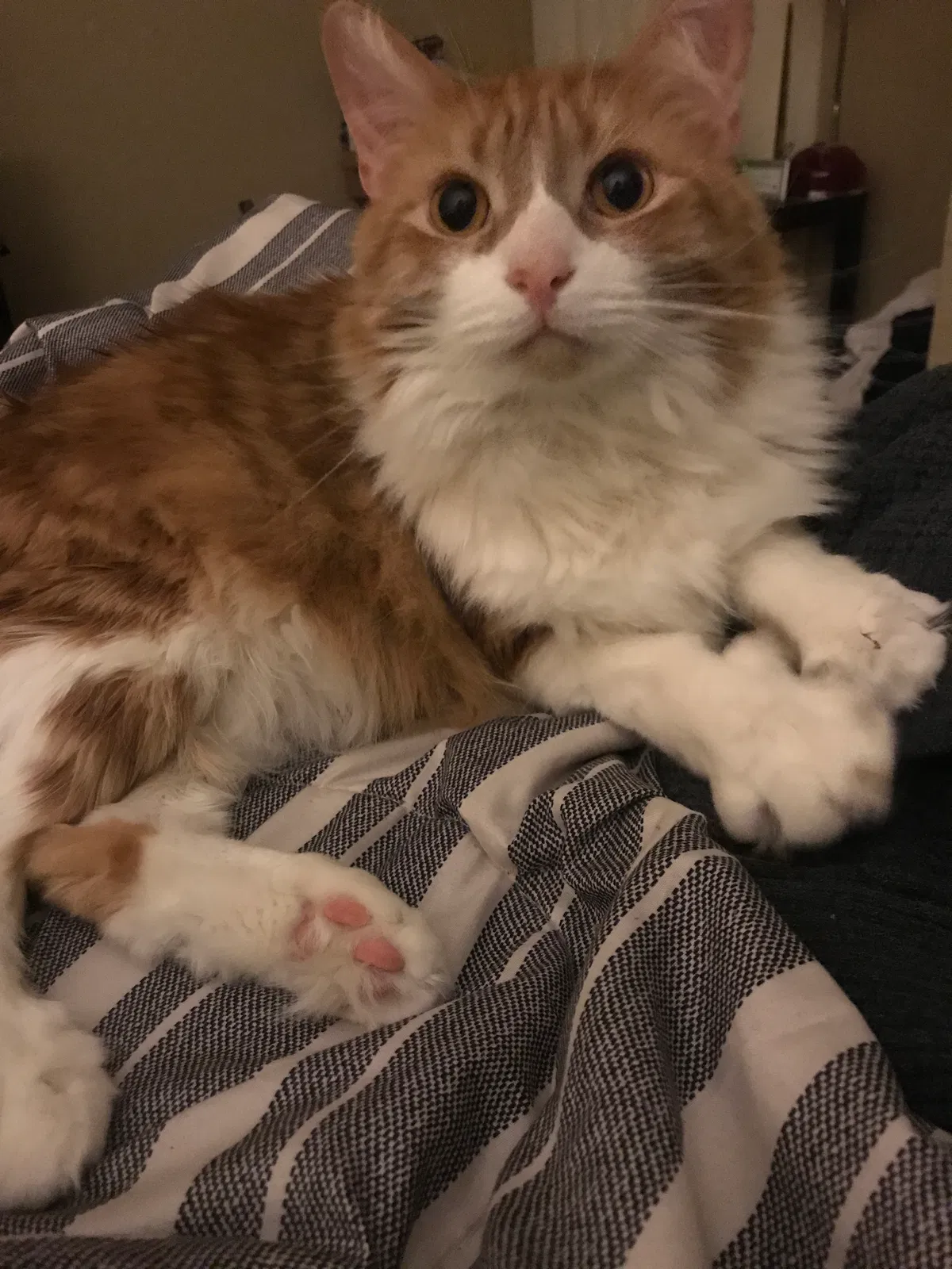 Found cat in Tallahassee, FL, 32304