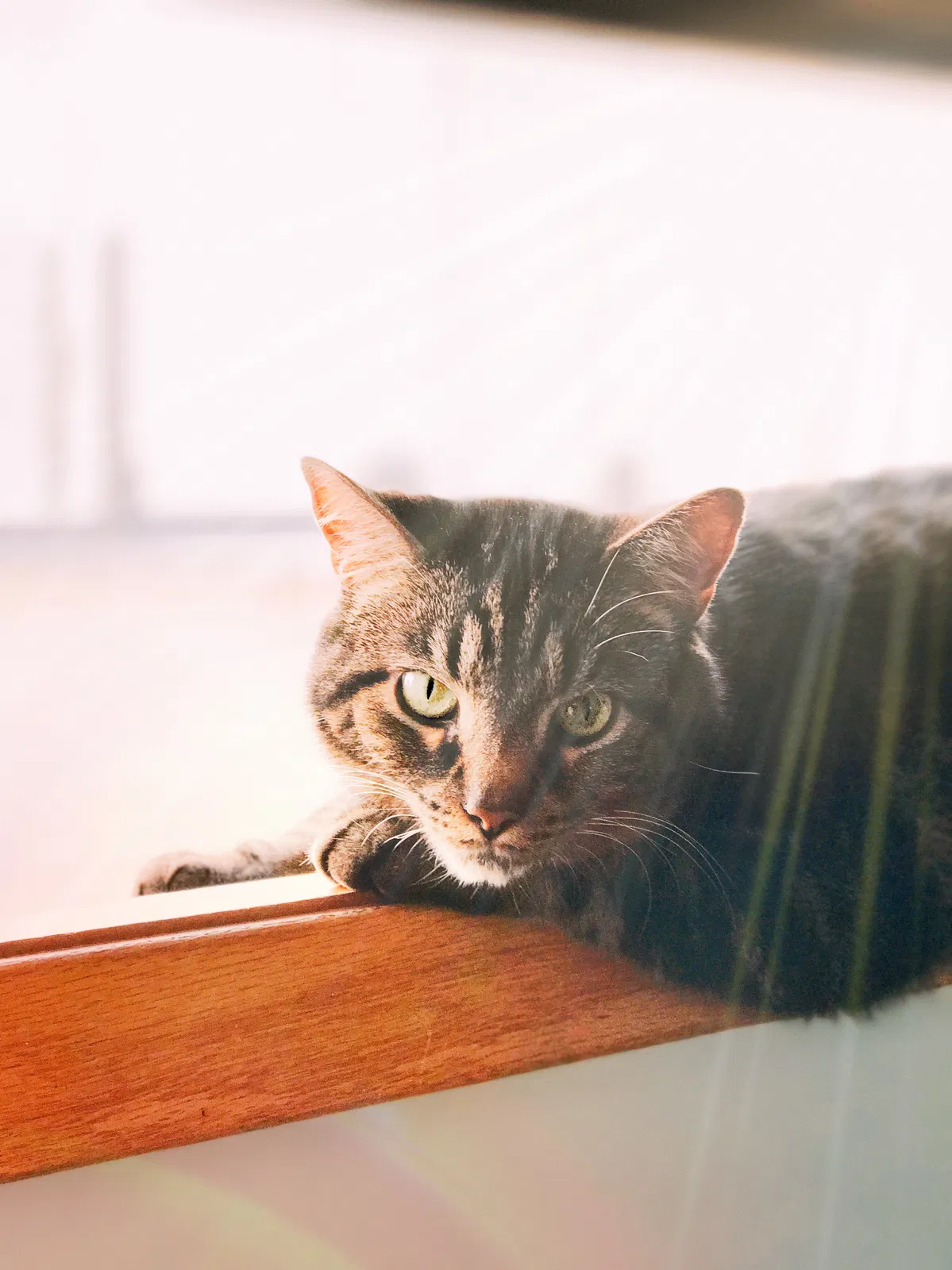 Found cat in Chicago, IL, 60631