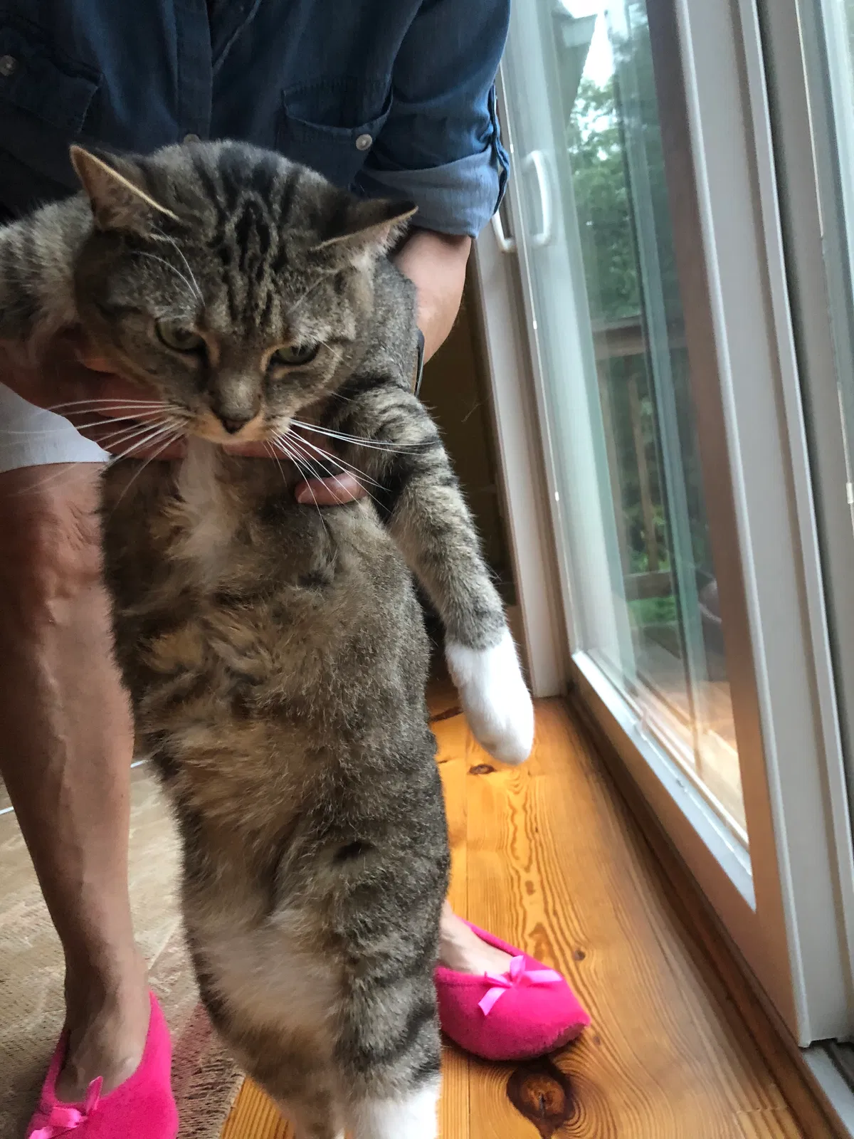 Found cat in Saugerties, NY, 12477