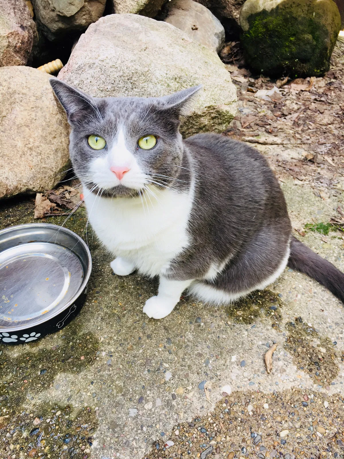 Found cat in Grand Rapids, MI, 49503