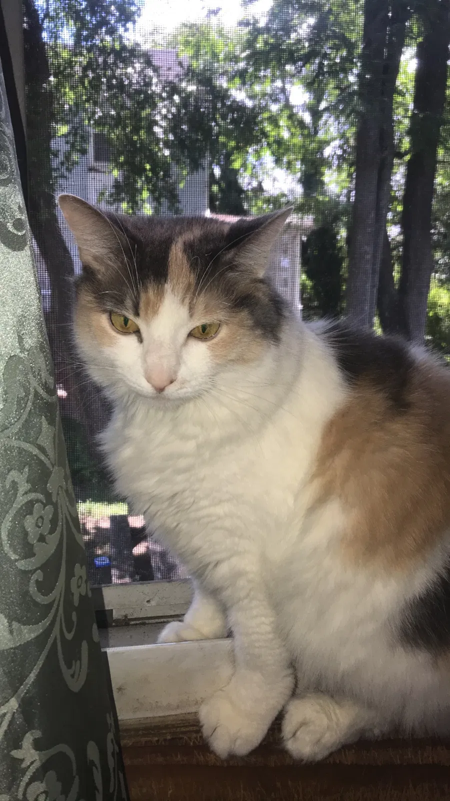Found cat in Halethorpe, MD, 21227