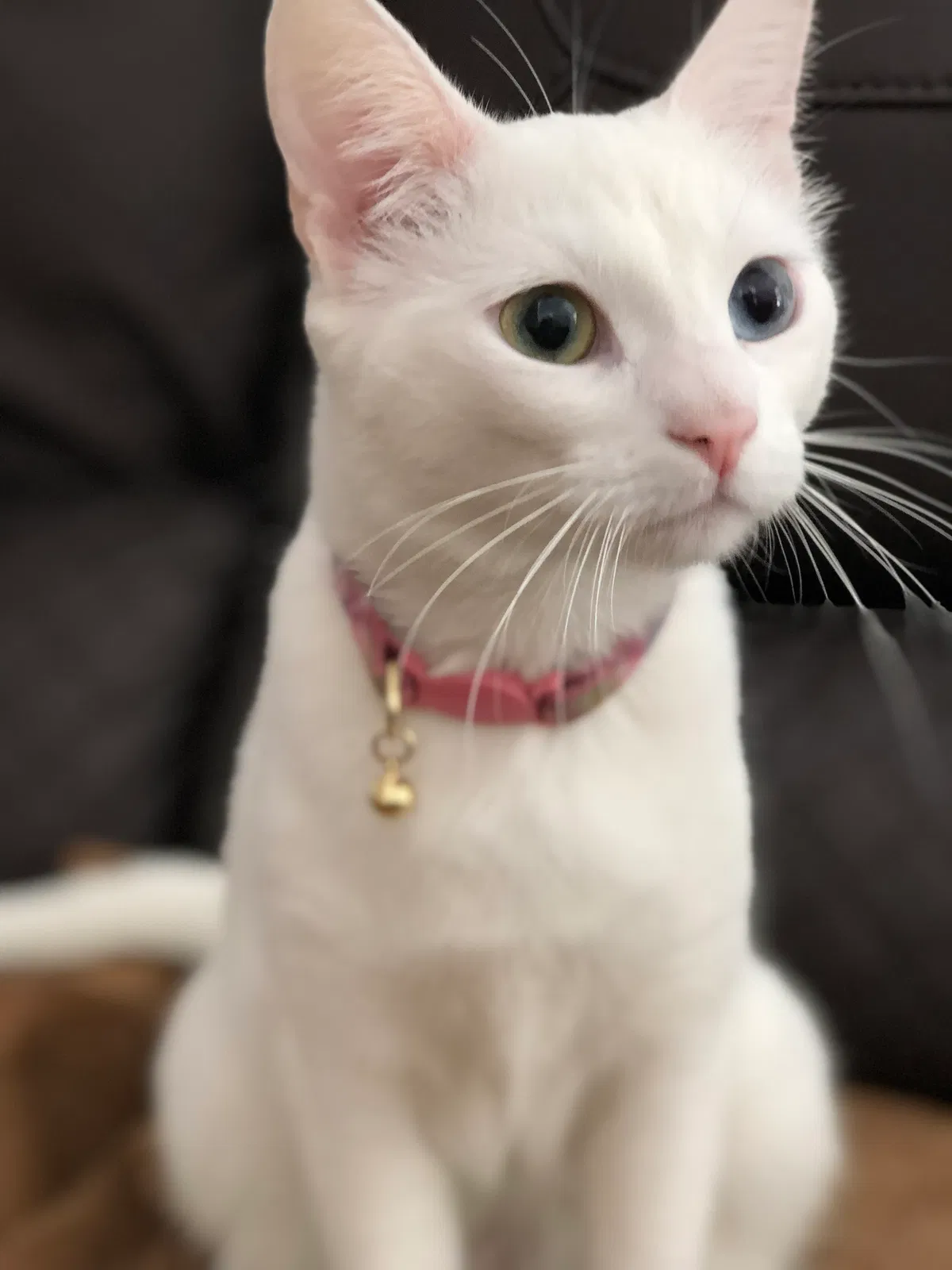Found cat in Brea, CA, 92821
