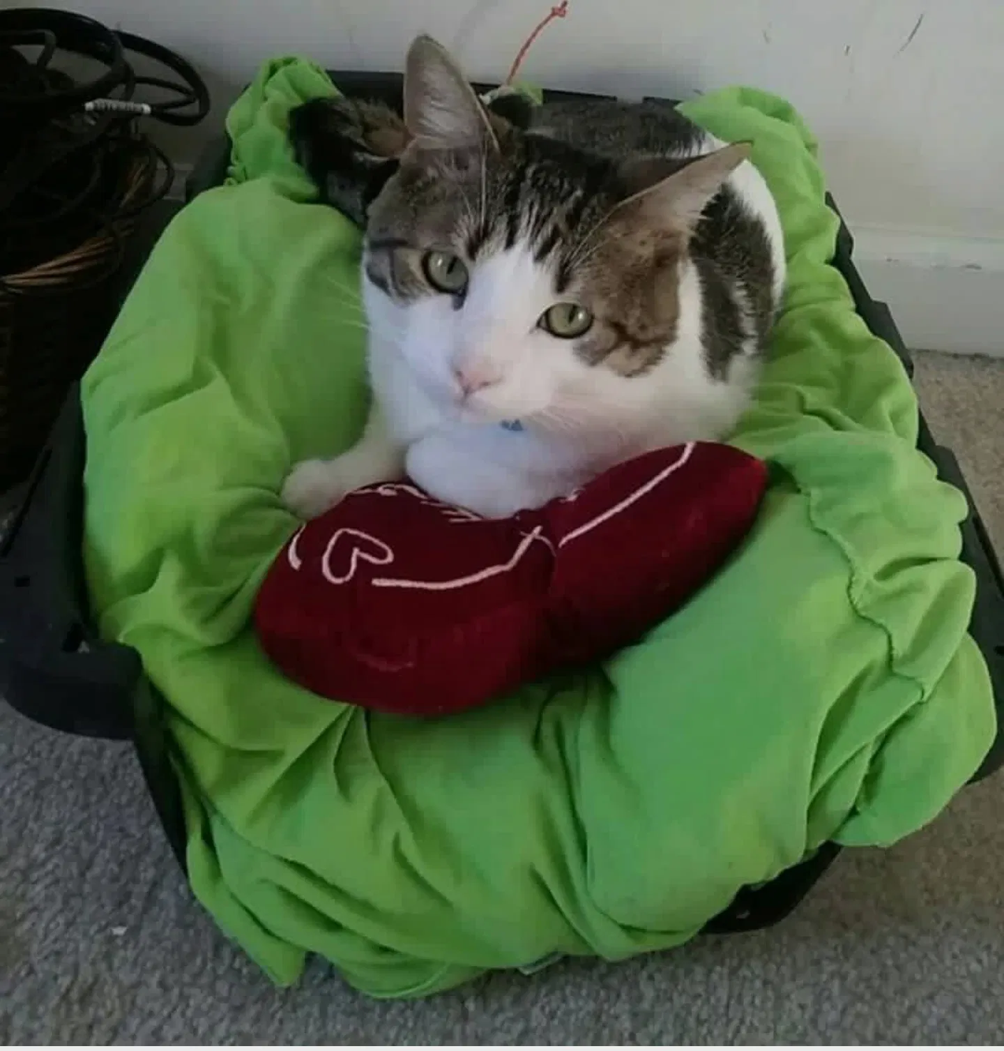 Found cat in Columbia, SC, 29204