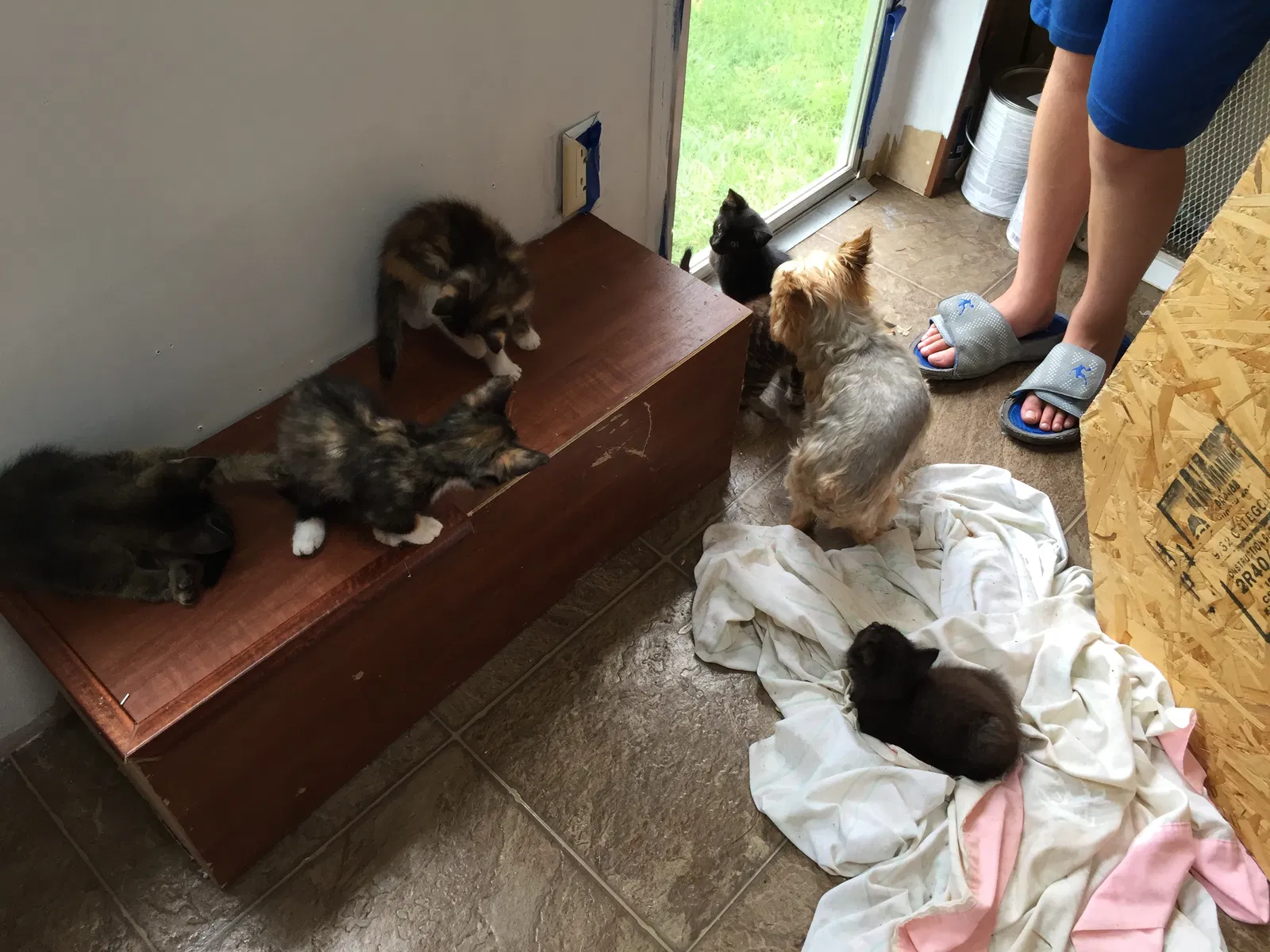 Found cat in Hartville, OH, 44632