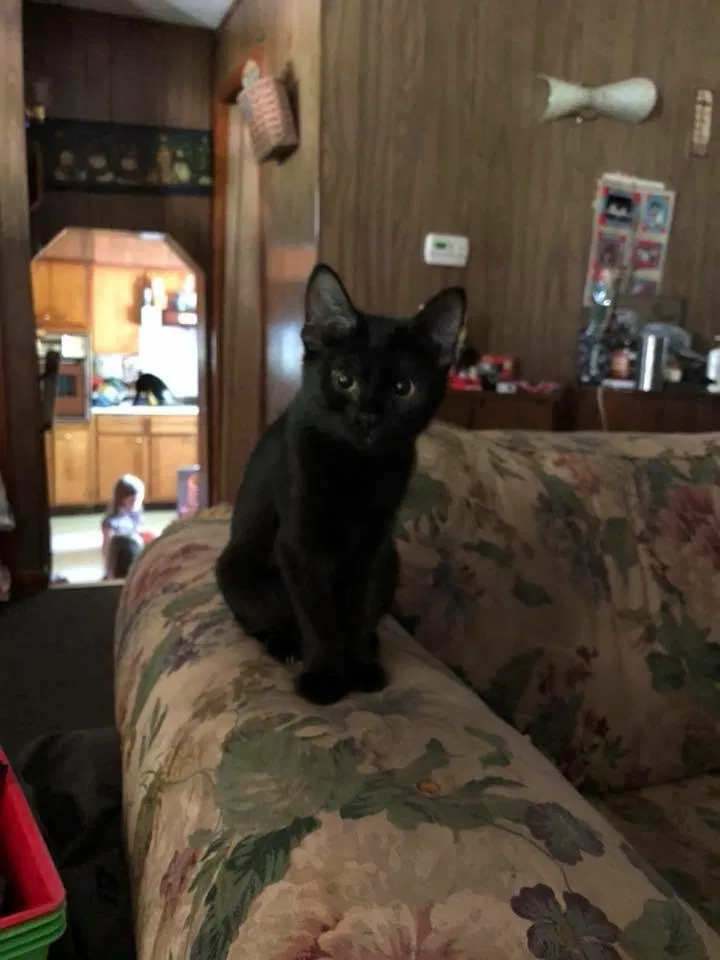 Found cat in Huntington, WV, 25701