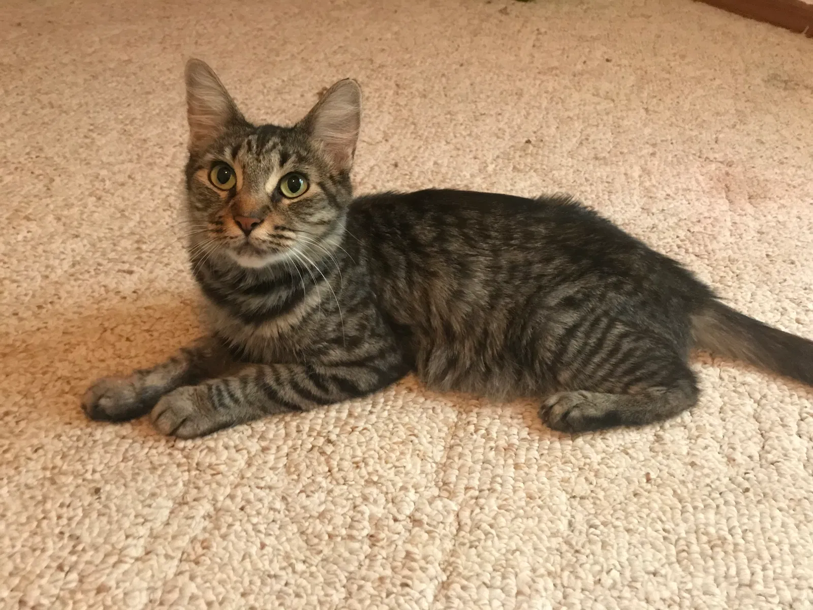 Found cat in Ocala, FL, 34471