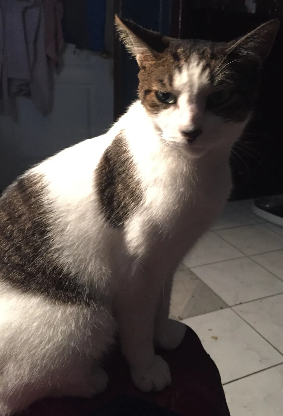 Found cat in Brooklyn, NY, 11221