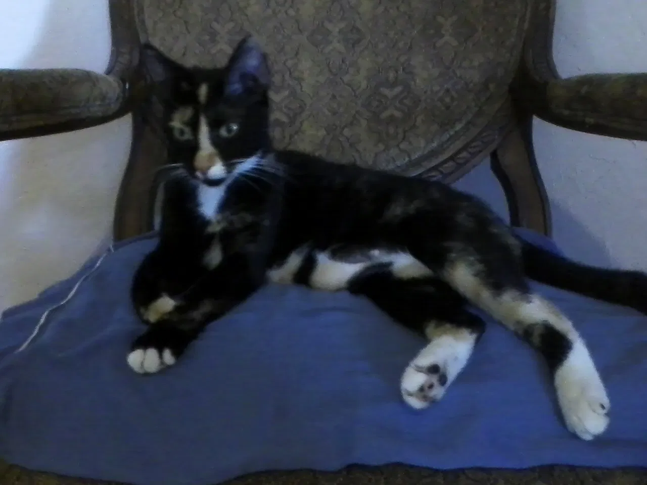 Found cat in Hayden, AZ, 85135